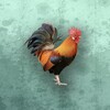 星空传媒视频怎么设置权限官方版